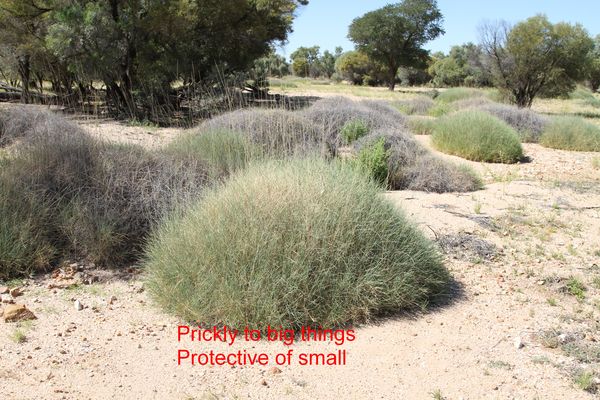 Spinifex
